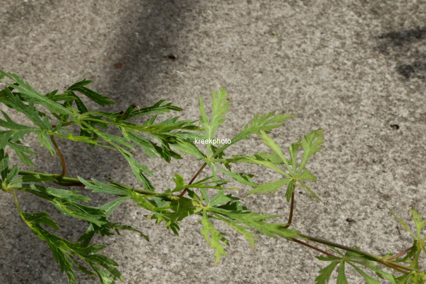 Acer palmatum 'Oregon Fern'