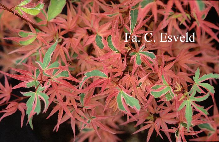 Acer palmatum 'Ori-zuru'