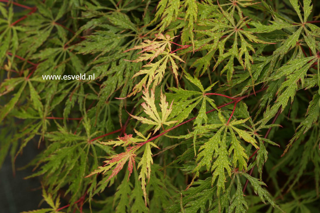 Acer palmatum 'Oriental Lace'