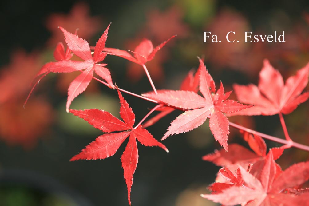 Acer palmatum 'Oriental Mystery'