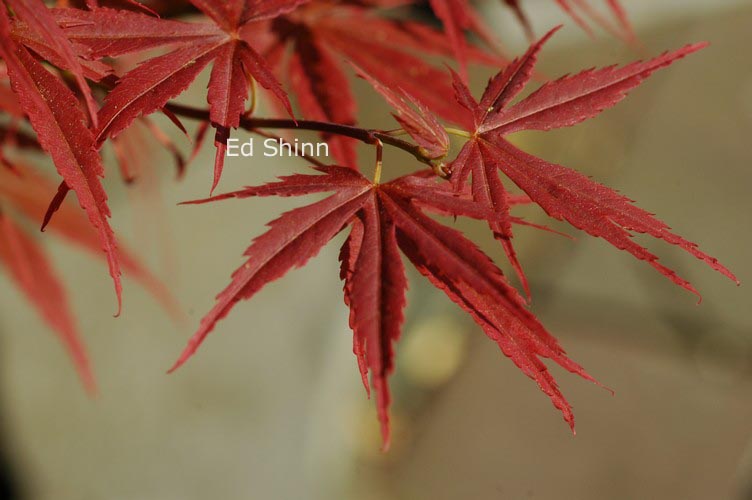 Acer palmatum 'Orion'