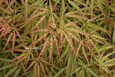 Acer palmatum 'Peggy'