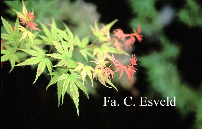 Acer palmatum 'Phoenix'