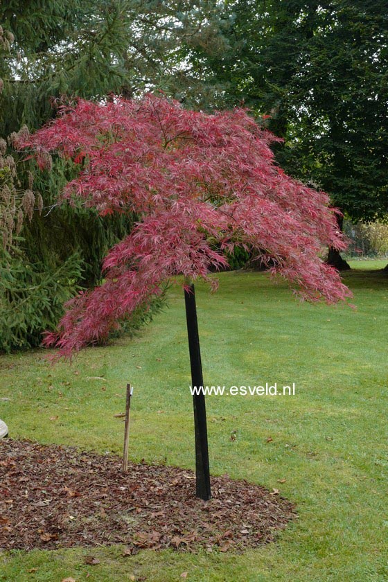 Acer palmatum 'Pink Filigree'