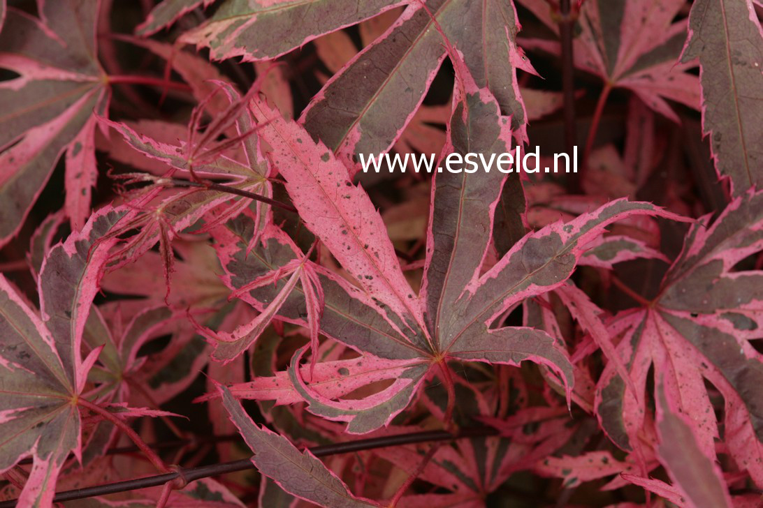 Acer palmatum 'Pink Passion'
