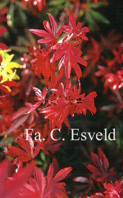 Acer palmatum 'R.P. Wolff'