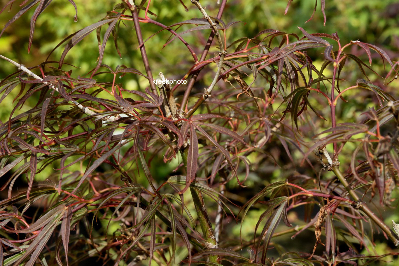 Acer palmatum 'Red Falcon'