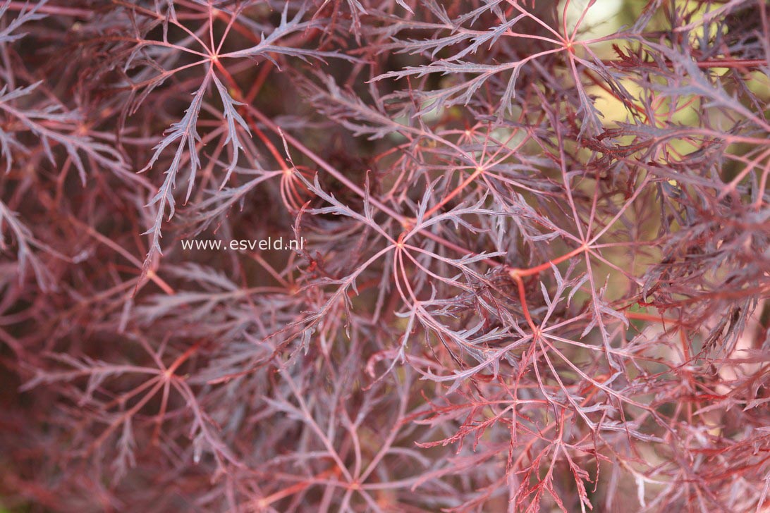 Acer palmatum 'Red Feathers'