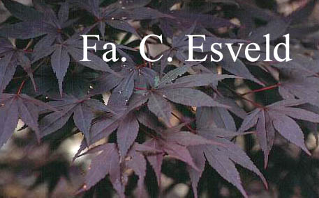 Acer palmatum 'Red Flash'