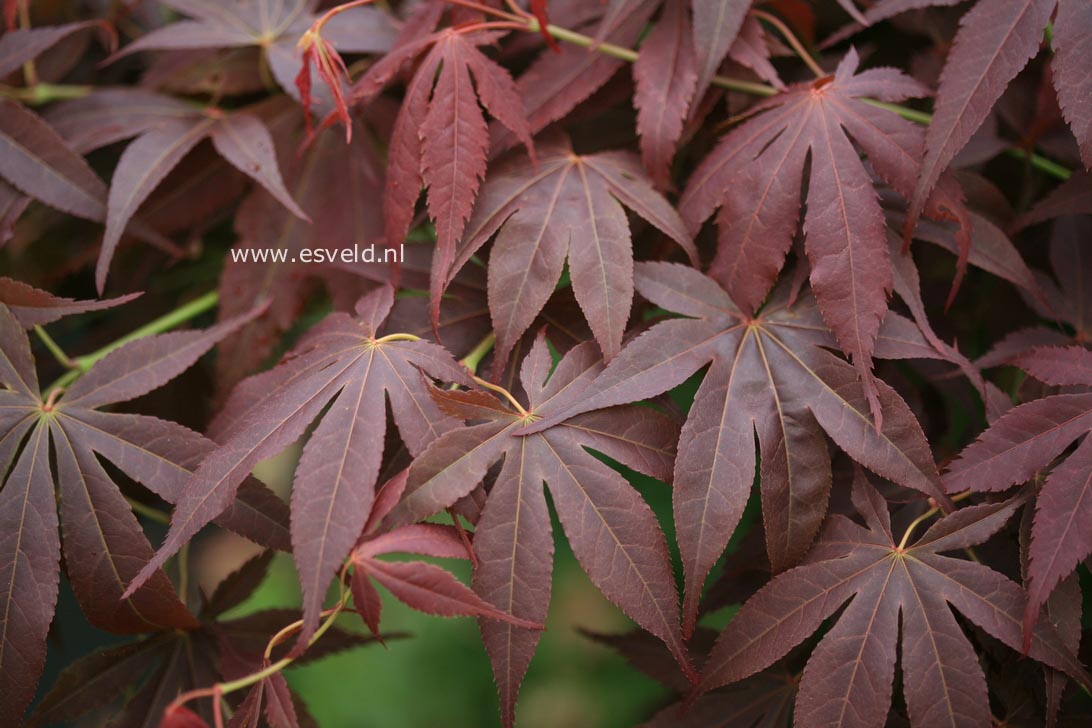 Acer palmatum 'Red Jonas'