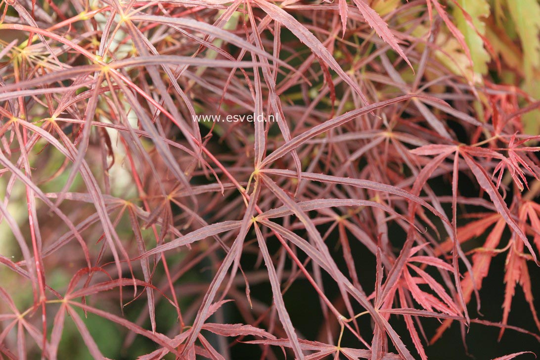 Acer palmatum 'Red Pygmy Seedling' .