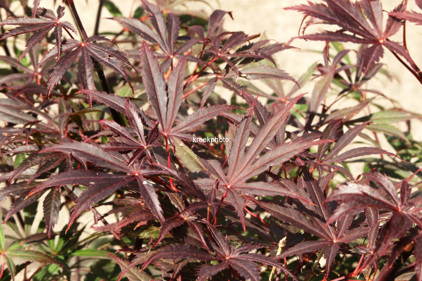 Acer palmatum 'Rite of Spring'