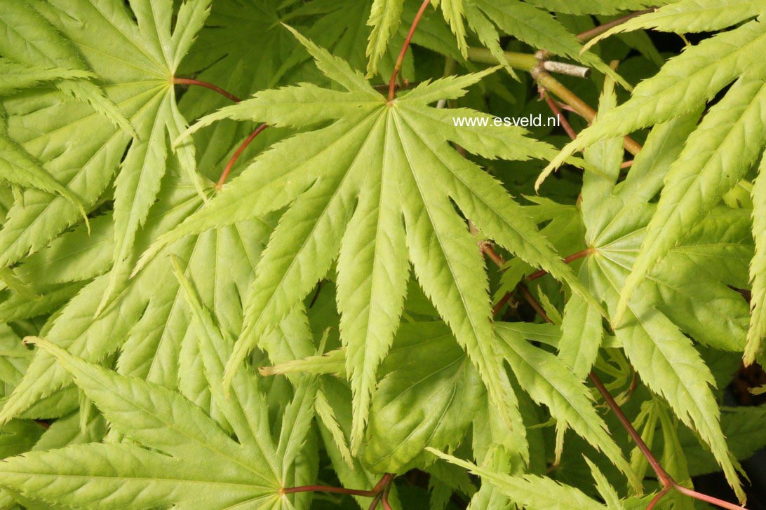 Acer palmatum 'Rufescens'