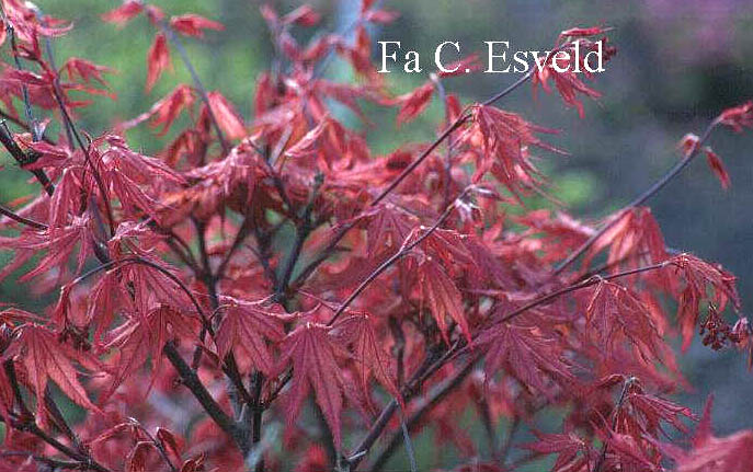 Acer palmatum 'Rugose Select'