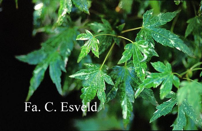 Acer palmatum 'Ryoku-u'