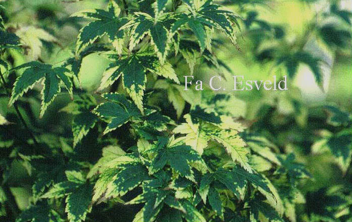Acer palmatum 'Sagara-nishiki'