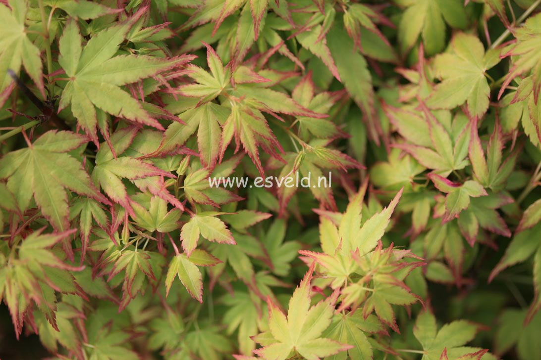 Acer palmatum 'Saiho'