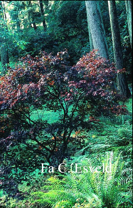 Acer palmatum 'Sanguineum' Acer palmatum 'Sanguineum'