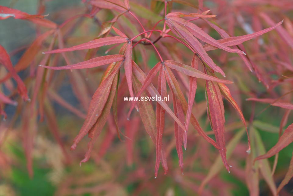 Acer palmatum 'Scolopendrifolium'