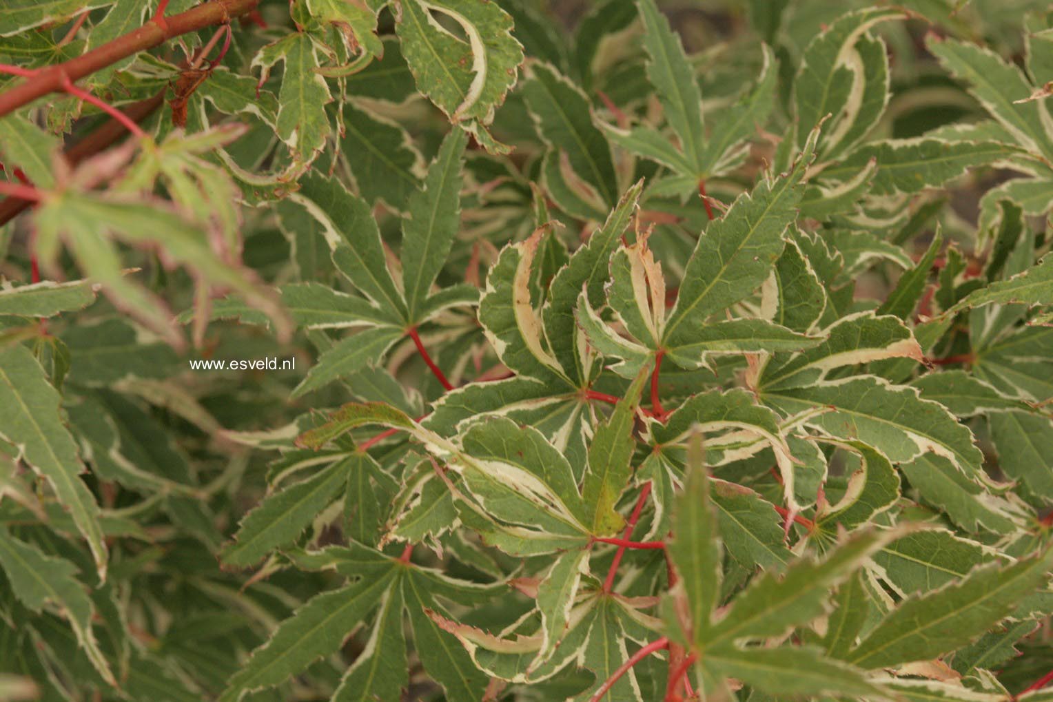 Acer palmatum 'Searle's Variegated'