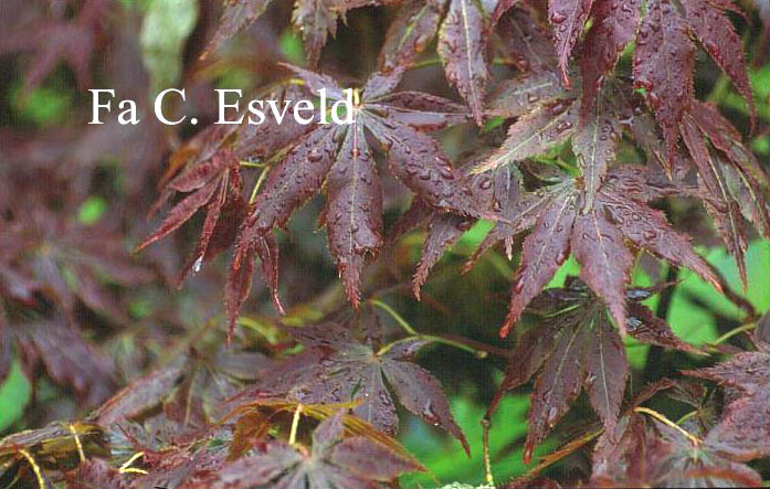 Acer palmatum 'Semi-no-hane'