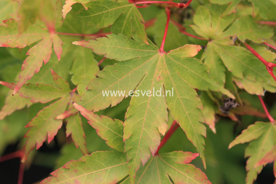 Acer palmatum 'Senski'