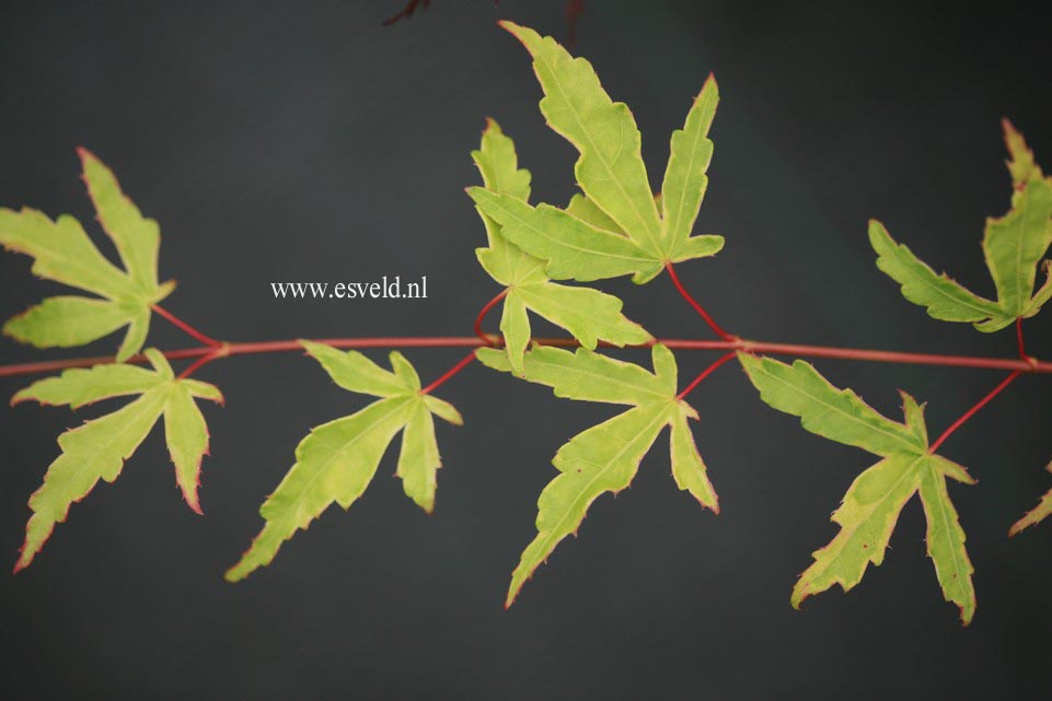 Acer palmatum 'Seuss's Sister'
