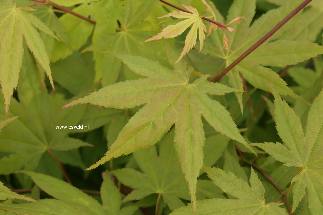 Acer palmatum 'Shadow's Selection'