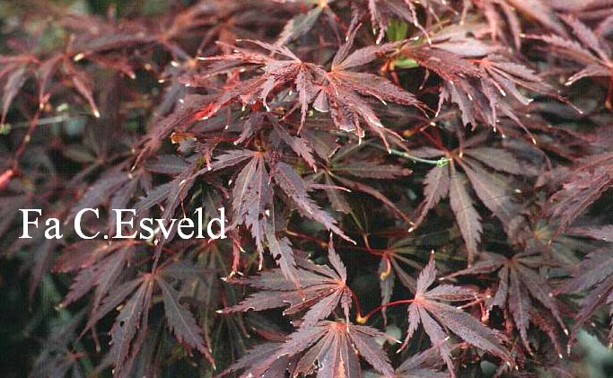 Acer palmatum 'Sheerwater Flame'