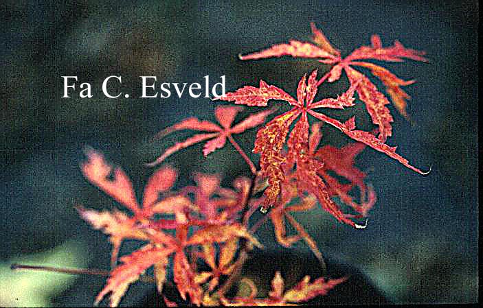 Acer palmatum 'Shi en'