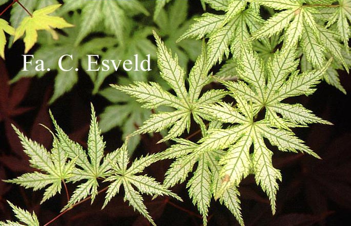 Acer palmatum 'Shigi-no-hoshi'