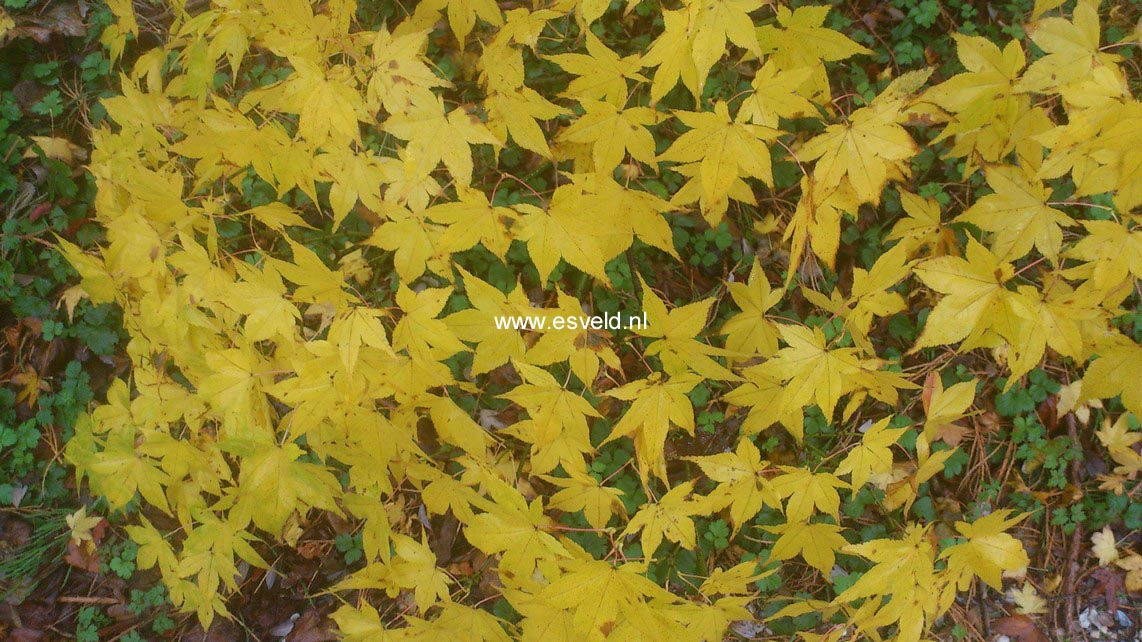 Acer palmatum 'Shigure-zome'