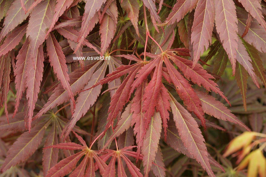 Acer palmatum 'Shinonome'