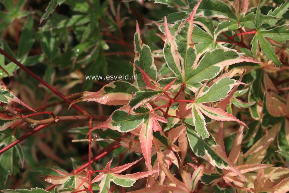 Acer palmatum 'Shohjoh-no-mai'