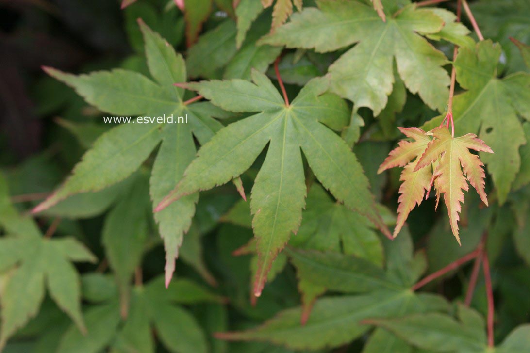 Acer palmatum 'Shohrei-ki-ji'