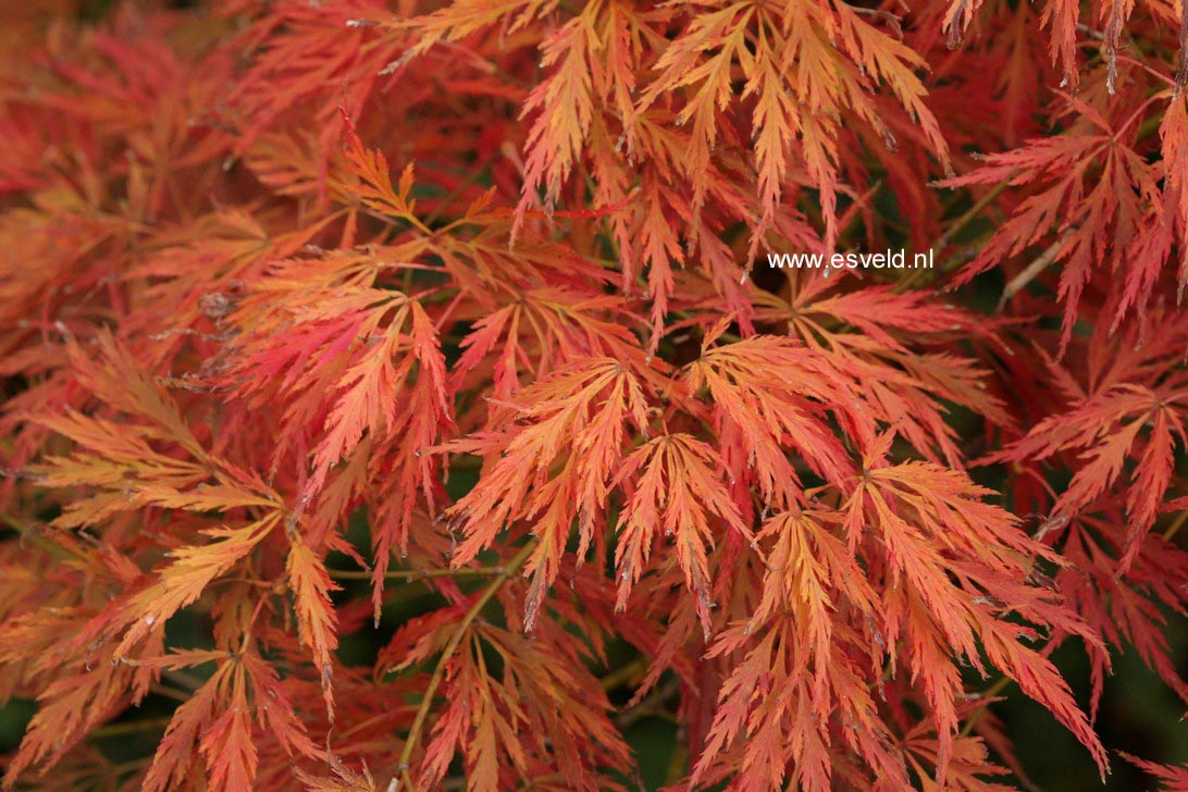 Acer palmatum 'Shojo-shidare'