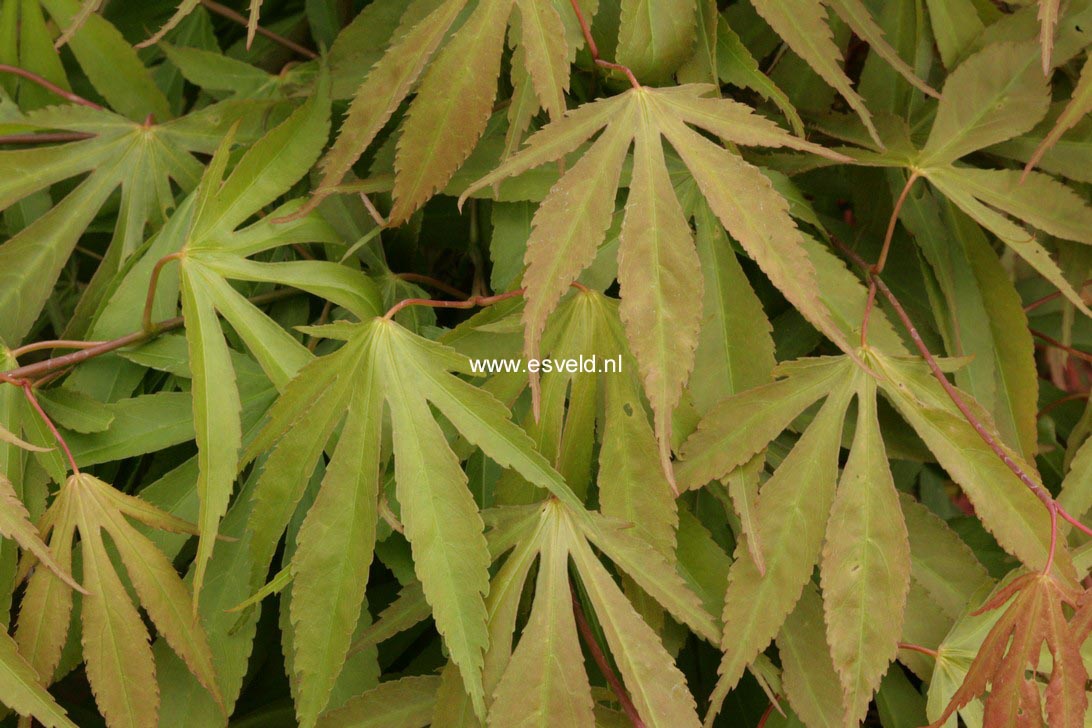 Acer palmatum 'Soma-no-kawa'