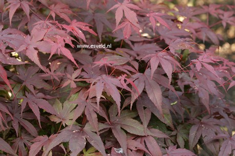 Acer palmatum 'Sport'