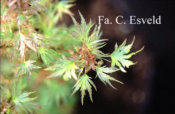 Acer palmatum 'Squitty'