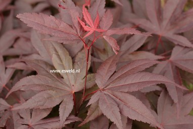 Acer palmatum 'Stanley Park'