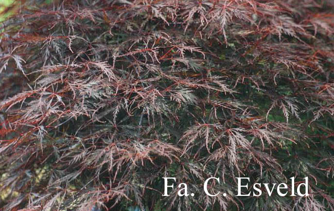 Acer palmatum 'Stella Rossa'