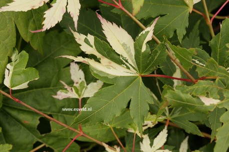 Acer palmatum 'Suruga-nishiki'