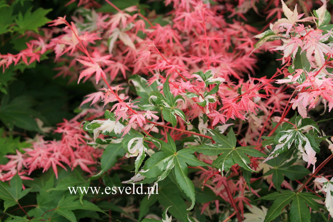 Acer palmatum 'Taiyoh-nishiki'