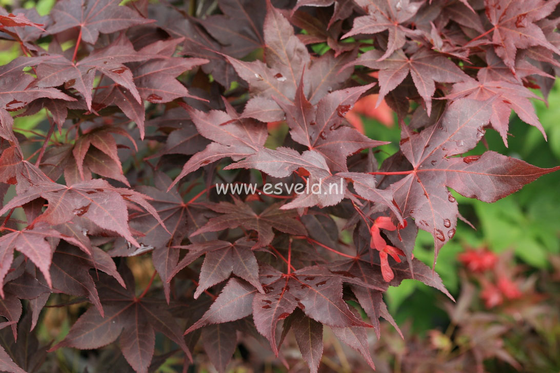 Acer palmatum 'Takao-beni'