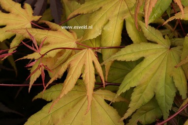 Acer palmatum 'Takatori'