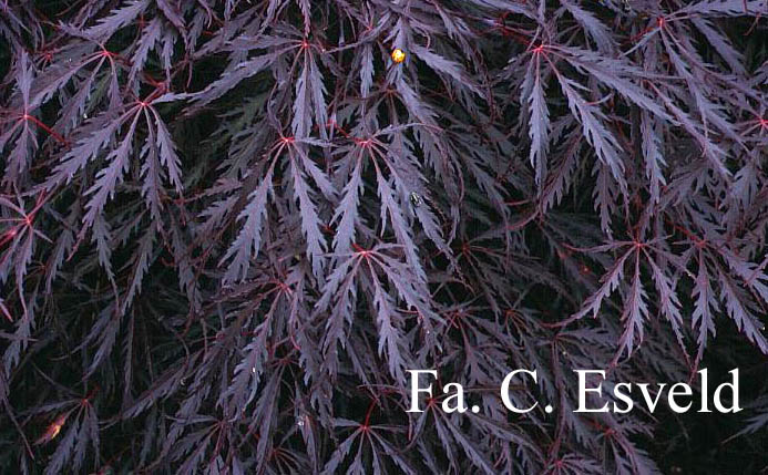 Acer palmatum 'Tamuke-yama'