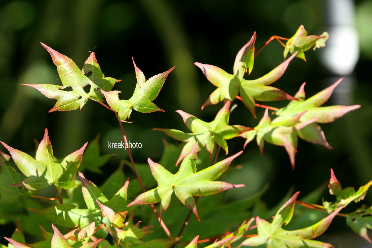 Acer palmatum 'Tanabata'