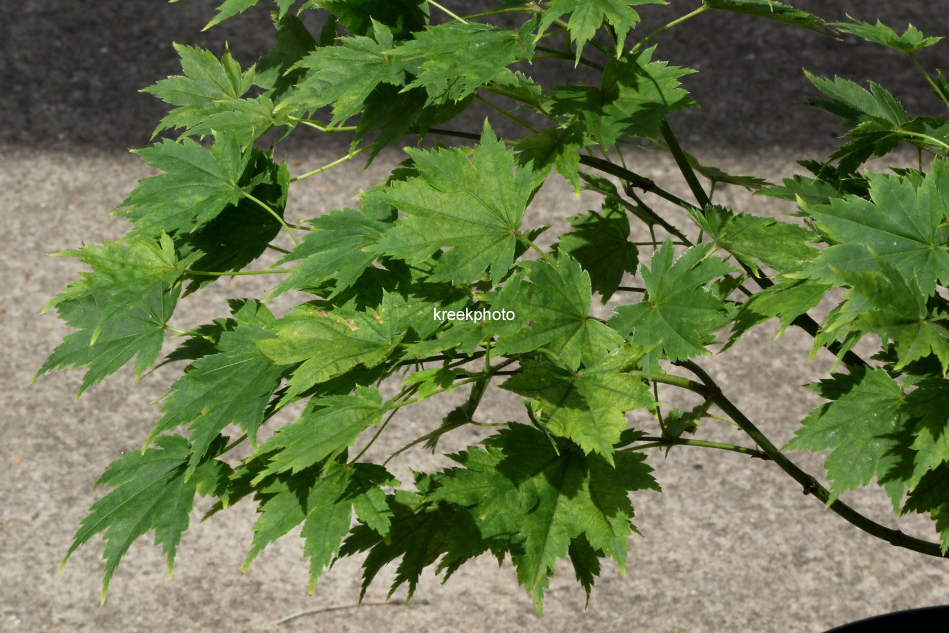 Acer palmatum 'Tani-gawa-dake'
