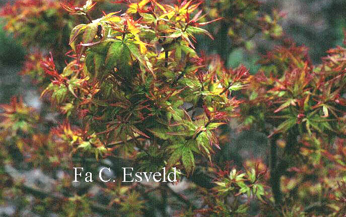 Acer palmatum 'Taroh-yama'