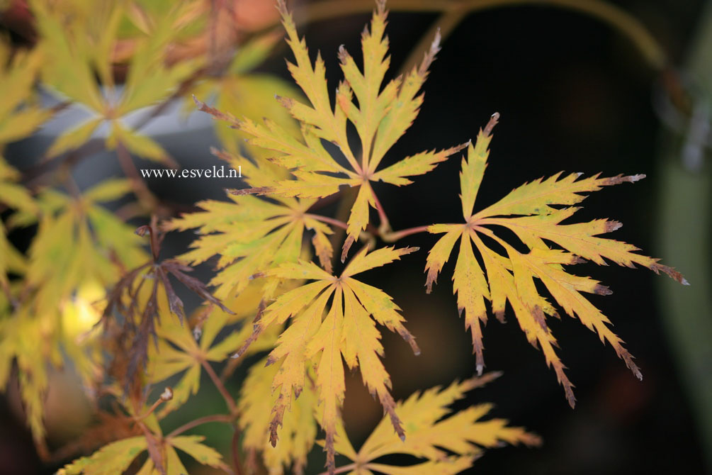 Acer palmatum 'Tatsuta-gire'